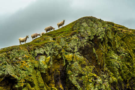 Steep Cliffs With Calm Sheep At The Spectacular Coast On St. Abbs Head In Scotlandの写真素材