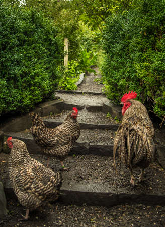 Group Of Chicken With Cock On Stairs in Domestic Gardenの写真素材