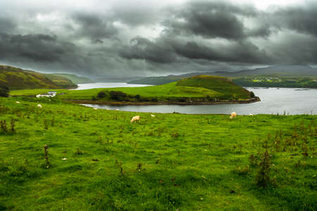 Green Pasture With Sheep At Atlantic Coast On The Isle Of Skye In Scotlandの写真素材