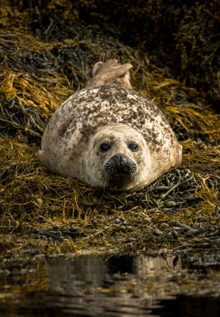 Relaxing Common Seals At The Coast Near Dunvegan Castle On The Isle Of Skye In Scotlandの写真素材