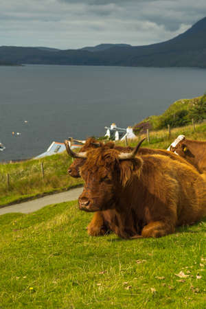 Relaxing Highland Cattle At The Coast Of The Isle Of Skye In Scotlandの写真素材