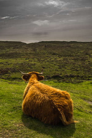 Highland Cattle And Scenic Landscape On The Isle Of Skye In Scotlandの写真素材