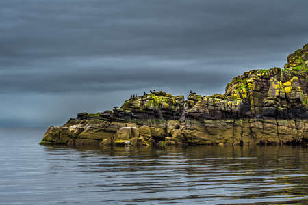 Cliffs In Shape Of A Sleeping Dragon With Cormorants And A Seal At The Coast Of Scotlandの写真素材
