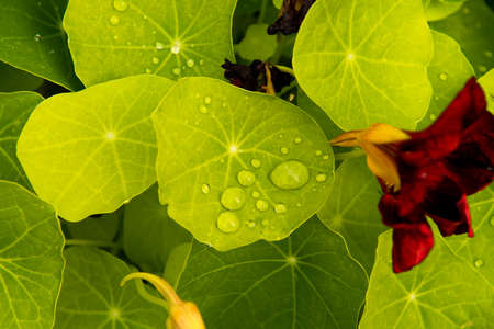 Freshly Falling Raindrops On Leaf Of Sunlit Plant With Red Blossomの写真素材