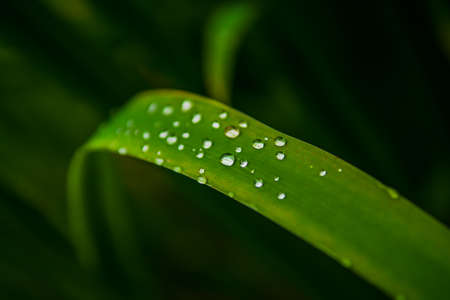Raindrops Of Pure Water On The Surface Of Green Grass Blades
