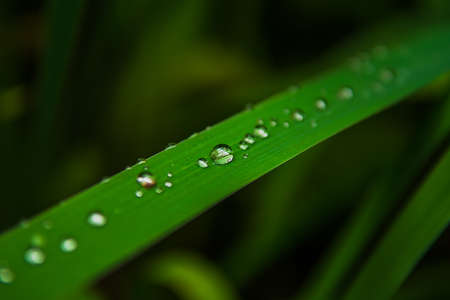 Raindrops Of Pure Water On The Surface Of Green Grass Blades