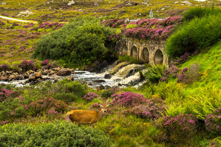Scenic Landscape With Cautious Female Deer And Old Bridge Over Wild Mountain River In Scotland