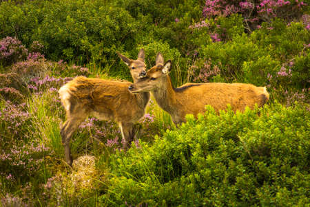 Female Deer Cuddles With Cute Newborn Fawn In The Scenic Landscape Of Scotlandの写真素材