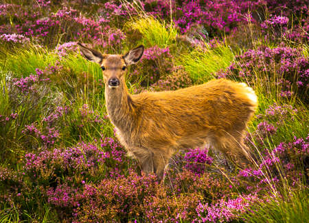 Young Baby Deer In Scenic Landscape In Scotlandの写真素材