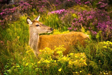 Attentive Female Deer In Scenic Highlands Landscape In Scotlandの写真素材