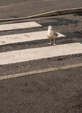 Walking Seagull On Crosswalk Over Streetの写真素材