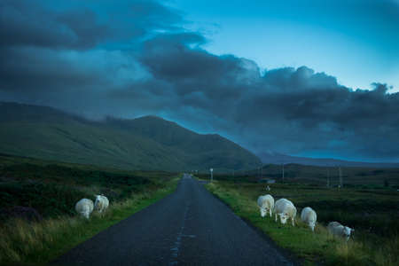Flock Of Grazing Sheep And Lamb Beneath Lonesome Single Track Road Through Mountain Landscape Near Rhiconich In Scotlandの写真素材