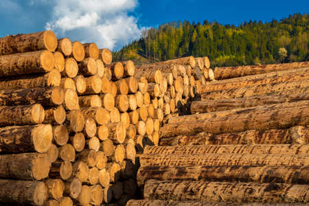 Pile Of Wood Logs With Forestの写真素材