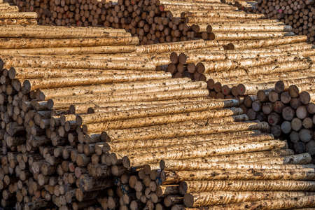 Pile Of Wood Logs As Natural Resourceの写真素材