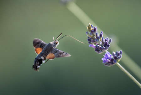Hummingbird Hawk Moth Butterfly (Macroglossum stellatarum) Drinking Nectar From Flower During Hovering Flightの写真素材