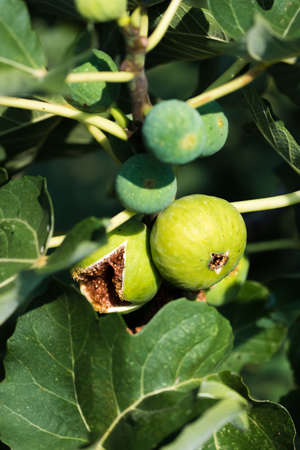 Ripe Figs On A Fig Treeの写真素材