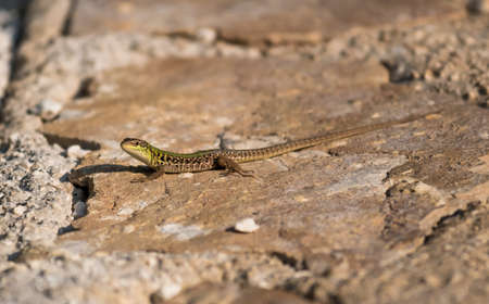 Green Sand Lizard Recreates On Stones In The Warm Sun