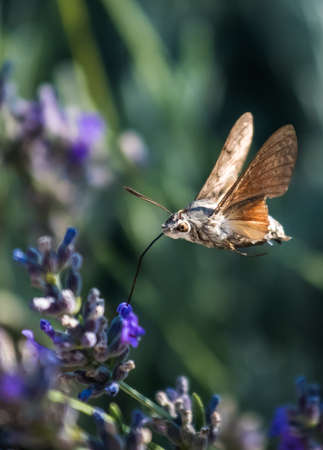 Hummingbird Hawk Moth Butterfly (Macroglossum stellatarum) Drinking Nectar From Flower During...