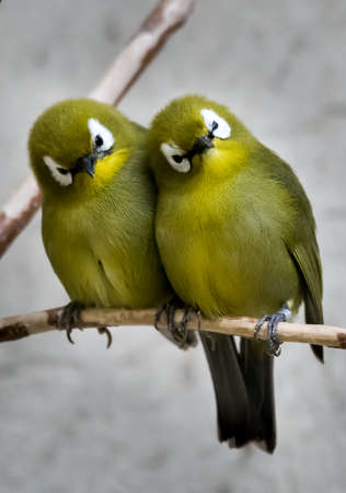 Two Small Green Bird Sitting Together On Branchの写真素材