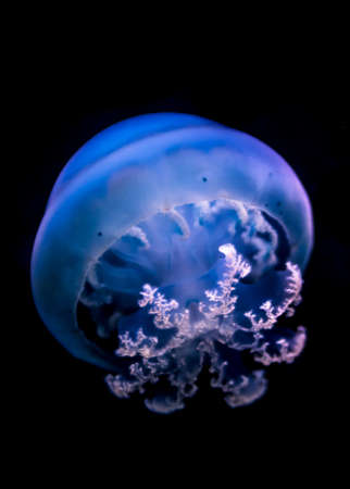 Transparent Jellyfish With Long Poisonous Tentaclesの写真素材