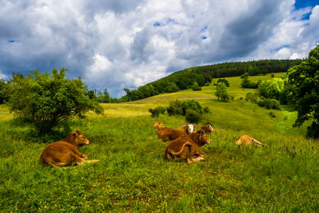 Young Cows Rest On Green Pasture In Rural Landscape In Austriaの写真素材