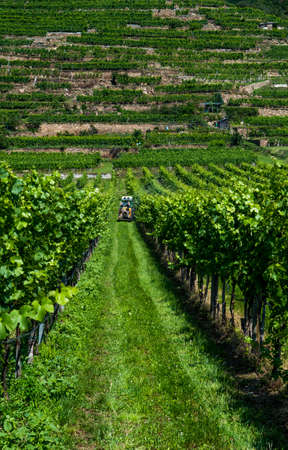 Tractor During Work In Green Vineyard With Terrace In Wachau Danube Valley In Austria