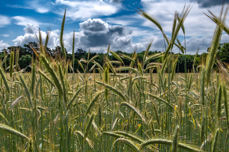 Farmland With Ears Of Crop Plants In Landscape With Forest And Cloudy Sky In Austriaの写真素材