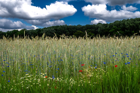 Corn Field With Colorful Flower Meadow With Poppy, Cornflower And Margueriteの写真素材