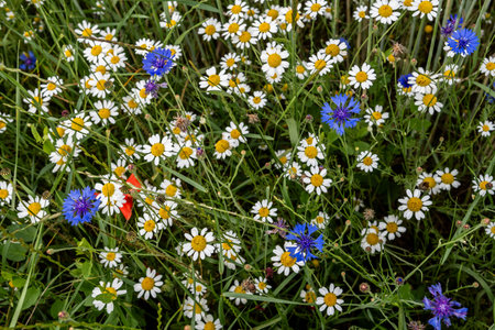 Colorful Flower Meadow With Poppy, Cornflower and Marguerite Over Green Grassの写真素材