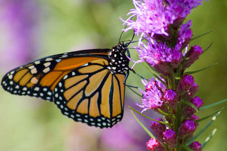 A Monarch Butterfly feeding on a pink flowerの写真素材
