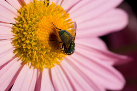 A macro shot of a fly on a flowerの写真素材