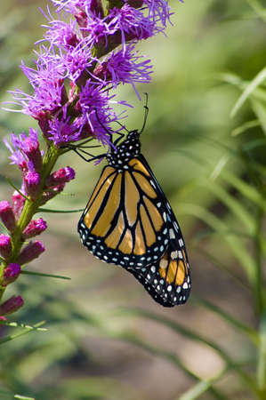 A Monarch Butterfly feeding on a flowerの写真素材