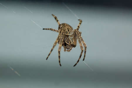 macro shot of a spider on it's webの写真素材