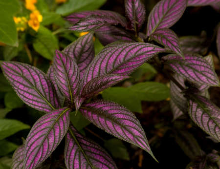 Close-up of a purple leaves plant の写真素材