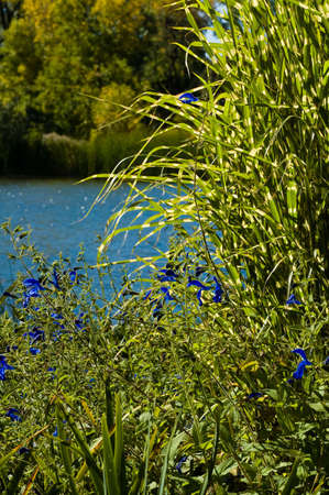 green plants close-up with water in the backgroundの写真素材