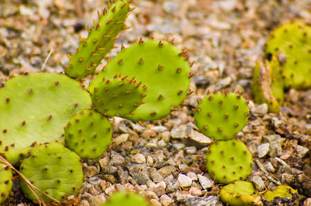 bright green cactusgrowing  in a stone fieldの写真素材