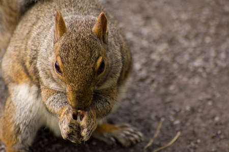 a close-up af a squirrel eating a little nutの写真素材