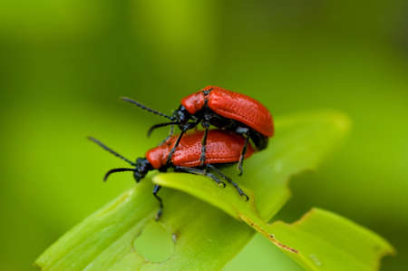 Lily leaf beetles making love on a leaf.の写真素材
