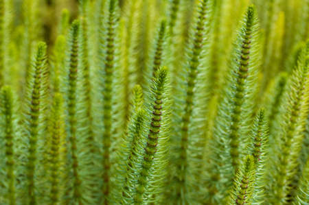 unknown species plant with needle all around, shot in a gardenの写真素材