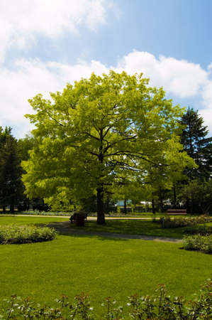 aged people sitting on a bench under a tree.の写真素材
