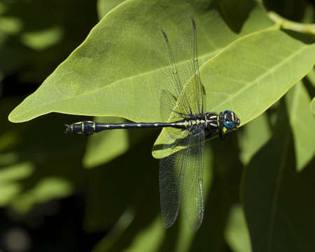 a yellow and black dragonfly with blue eyes, resting on a leafの写真素材