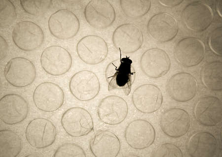a fly silhouette over a backlit bubble wrap sheetの写真素材