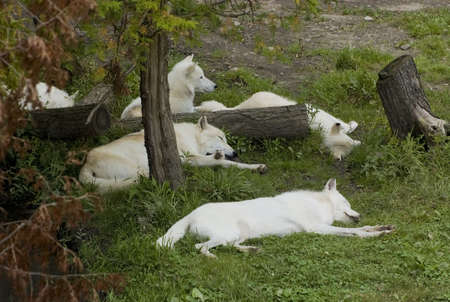 a wolf pack resting under the shadow on a sunny dayの写真素材