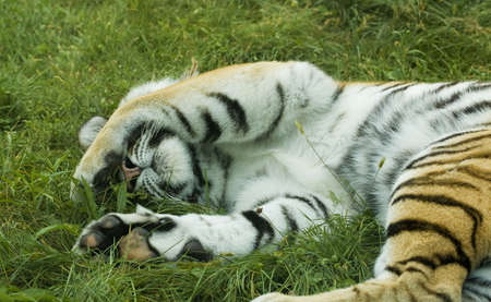 A tiger sleeping on grass with a leg over it's eyesの写真素材