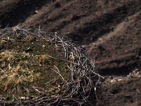 Nest stock on early springの写真素材