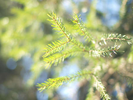 Pine branch in light on sunshine