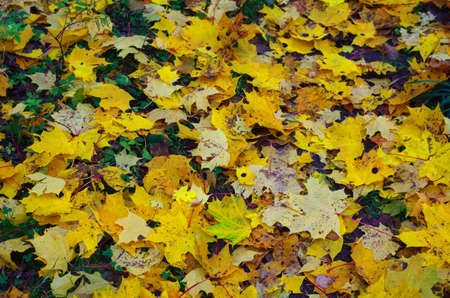 Yellow leaves fallの写真素材