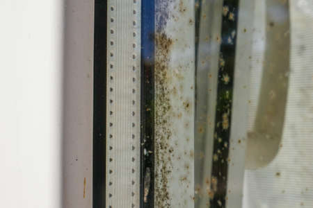 Mold and dirt and mushrooms growing on the corner of the wall near the window. Difficult to remove...
