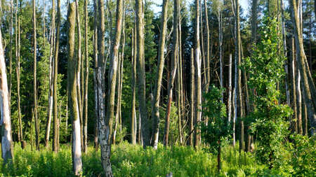 Destroyed forest. Fragment of destroyed forest in Poland - cause can be storms, rain, soil erosion,...