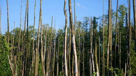 Destroyed forest. Fragment of destroyed forest in Poland - cause can be storms, rain, soil erosion,...